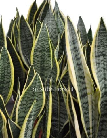 Pianta di sansevieria h. 45