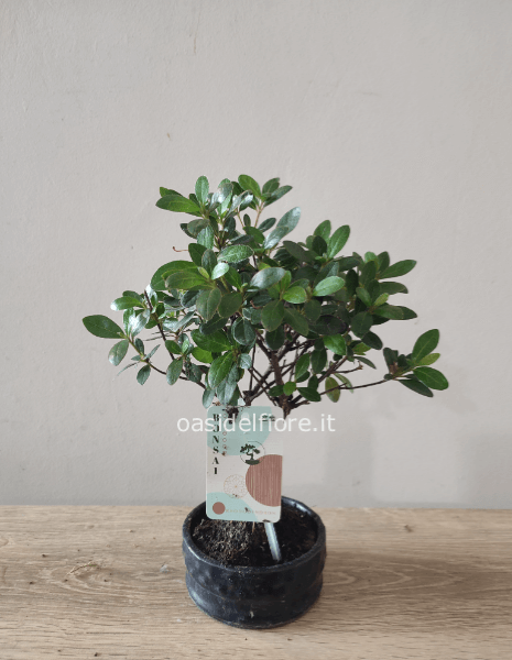 Bonsai ulivo in vaso in ceramica o vetro