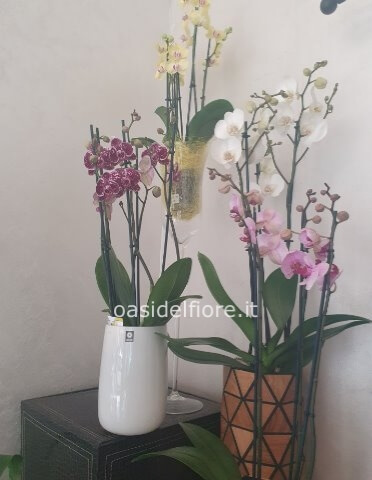 Pianta di Phaleonopsis, diversi colori a richiesta.
