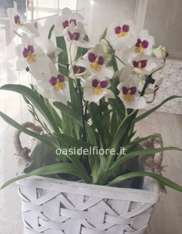 Orchidea Miltonia 2 rami