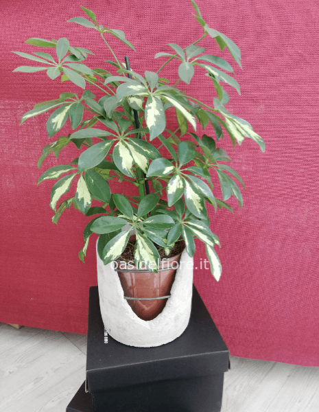 schifflera
