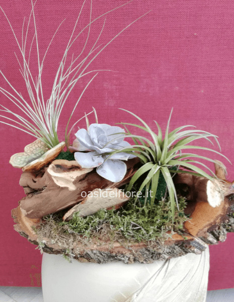 composizione tillanzia