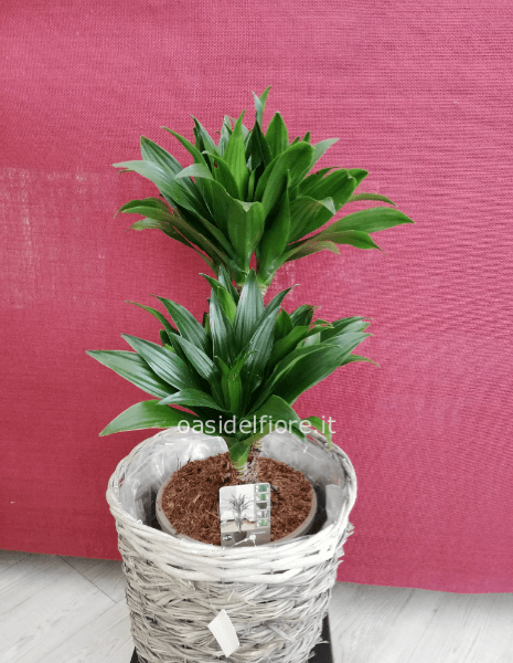 dracena