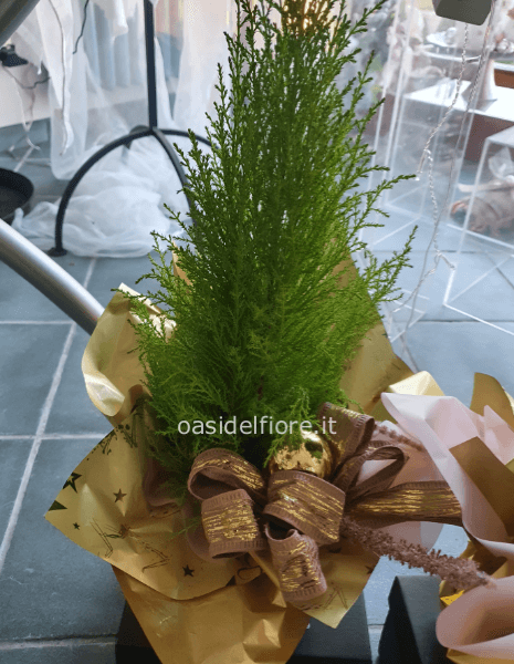 PINETTO