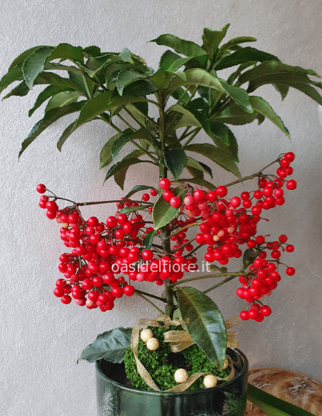 ARDISIA