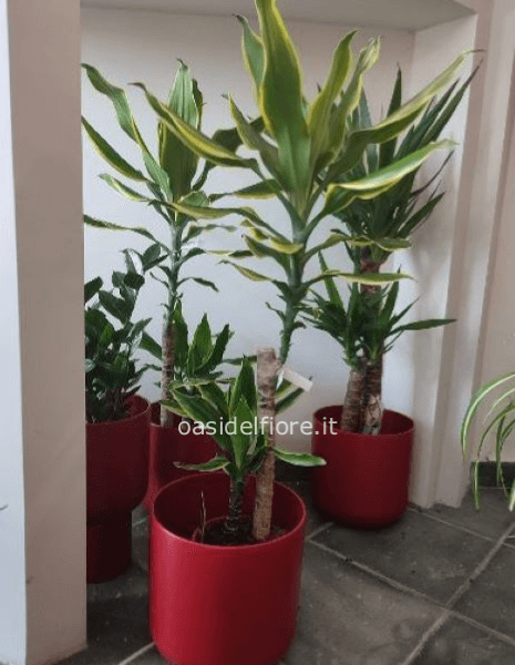 DRACENA SOLO PIANTA