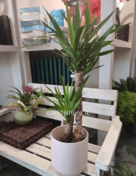 YUCCA SOLO PIANTA