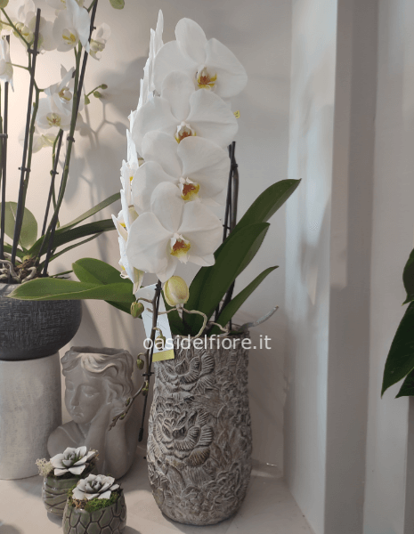 PHALENOPSIS A CASCATA   