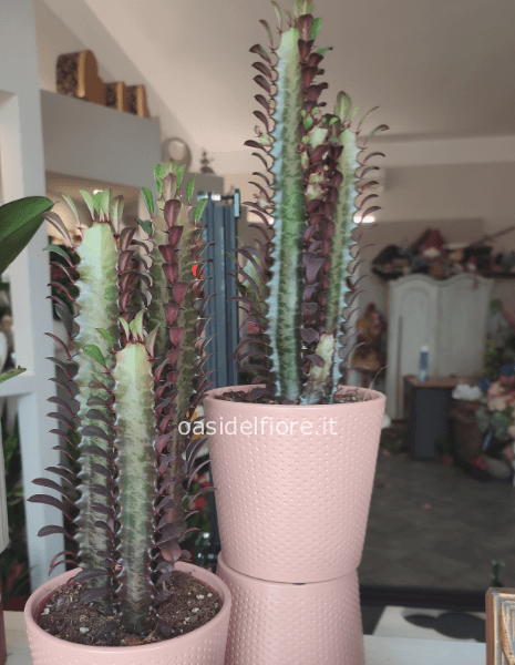 EUPHORBIA SENZA VASO