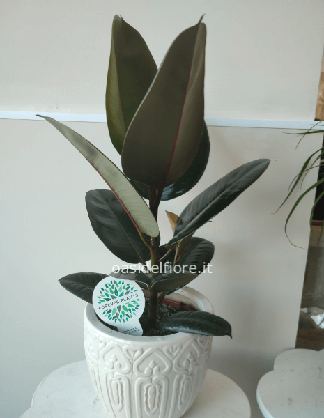 FICUS SOLO PIANTA CONFEZIONATA