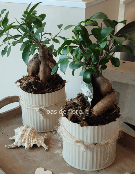 FICUS GINSENG
