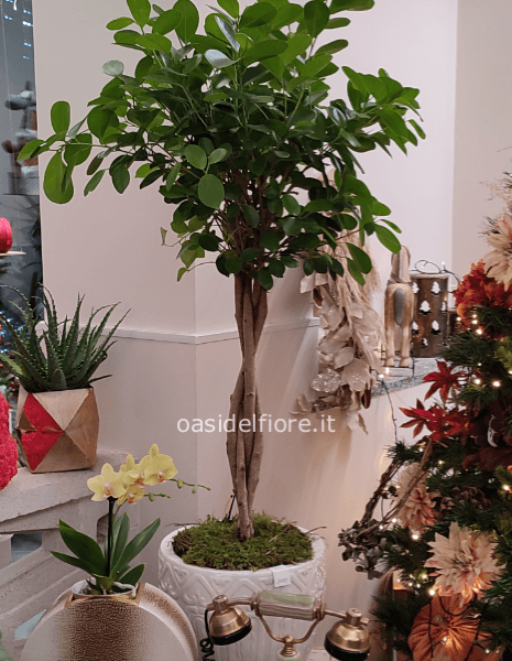FICUS ALBERELLO CON RAMI INTRECCIATI