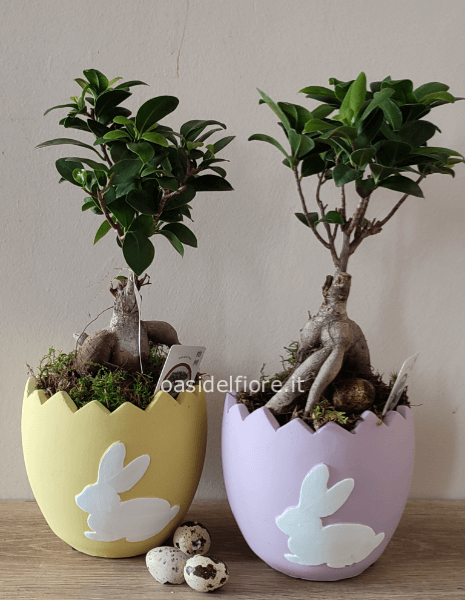 BONSAI DI PASQUA