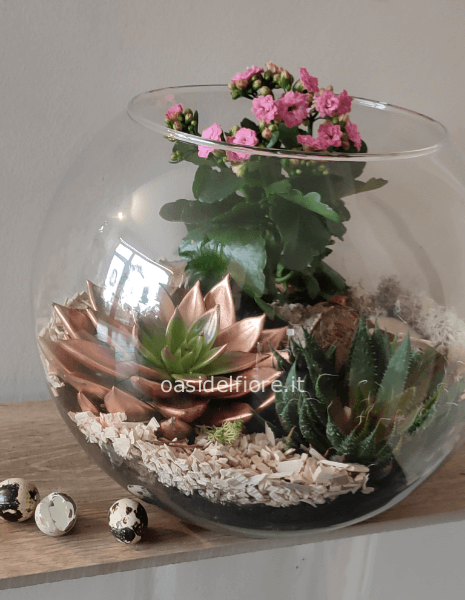 BOULLE DI PIANTINE GRASSE