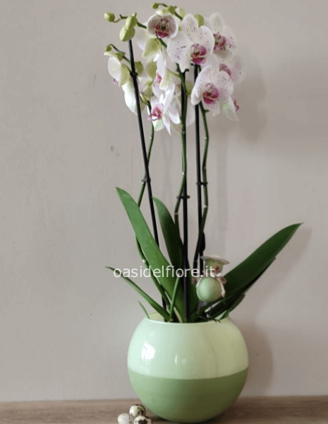 ORCHIDEA IN VASO