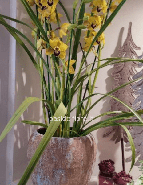 PIANTA DI ORCHIDEA  CYMBIDIUM
