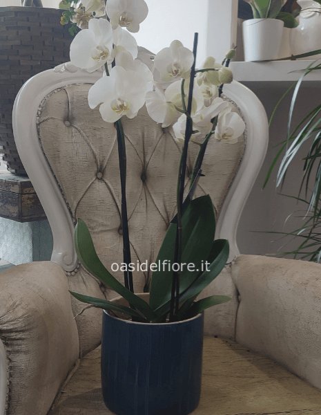 pianta di Phalaenopsis