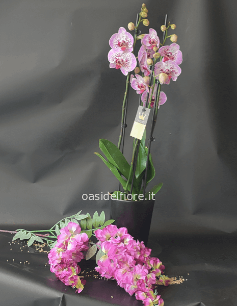 Phalaenopsis