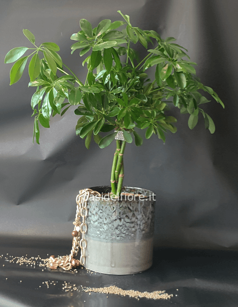 Pianta Schefflera