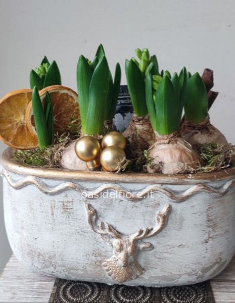 GIACINTI ELEGANTI NATALIZI