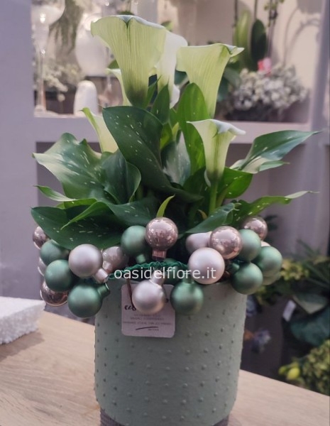 CALLA IN BOX NATALIZIA