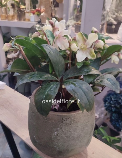 HELLEBORUS SOLO PIANTA