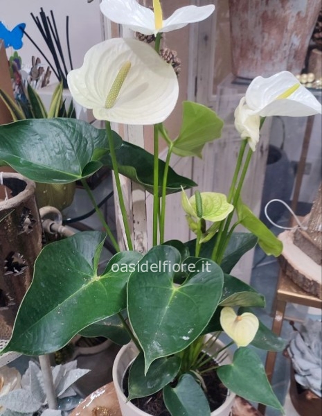 ANTHURIUM SOLO PIANTA