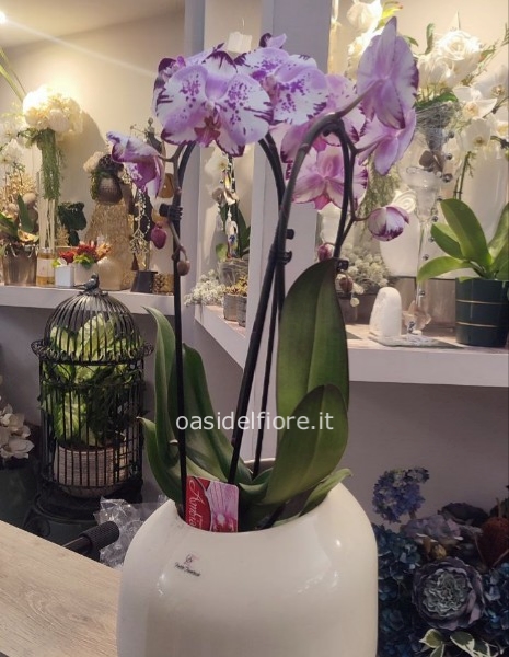 ORCHIDEA SOLO PIANTA