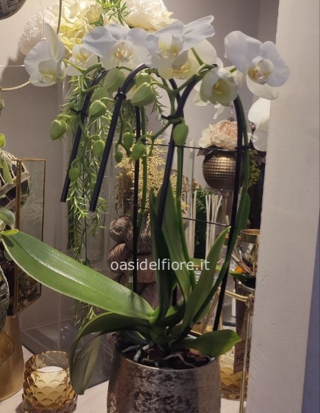 ORCHIDEA